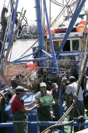 Image du Maroc Professionnelle de  Le système de la chaîne humaine pour vider la cale du bateau remplie de poissons encore vivat ! Les ouvriers s'activent énergiquement sans perdre de temps à faire passer de l’un à l’autre le panier en plastique rempli de sardines vivantes, cette dynamique dans le but de conserver la sardine toute fraîche durant l’opération de débarquement au Port de Laayoune, Lundi 8 Mars 2010. (Photo / Abdeljalil Bounhar)